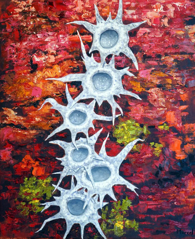 13 Coraux rouges et blancs