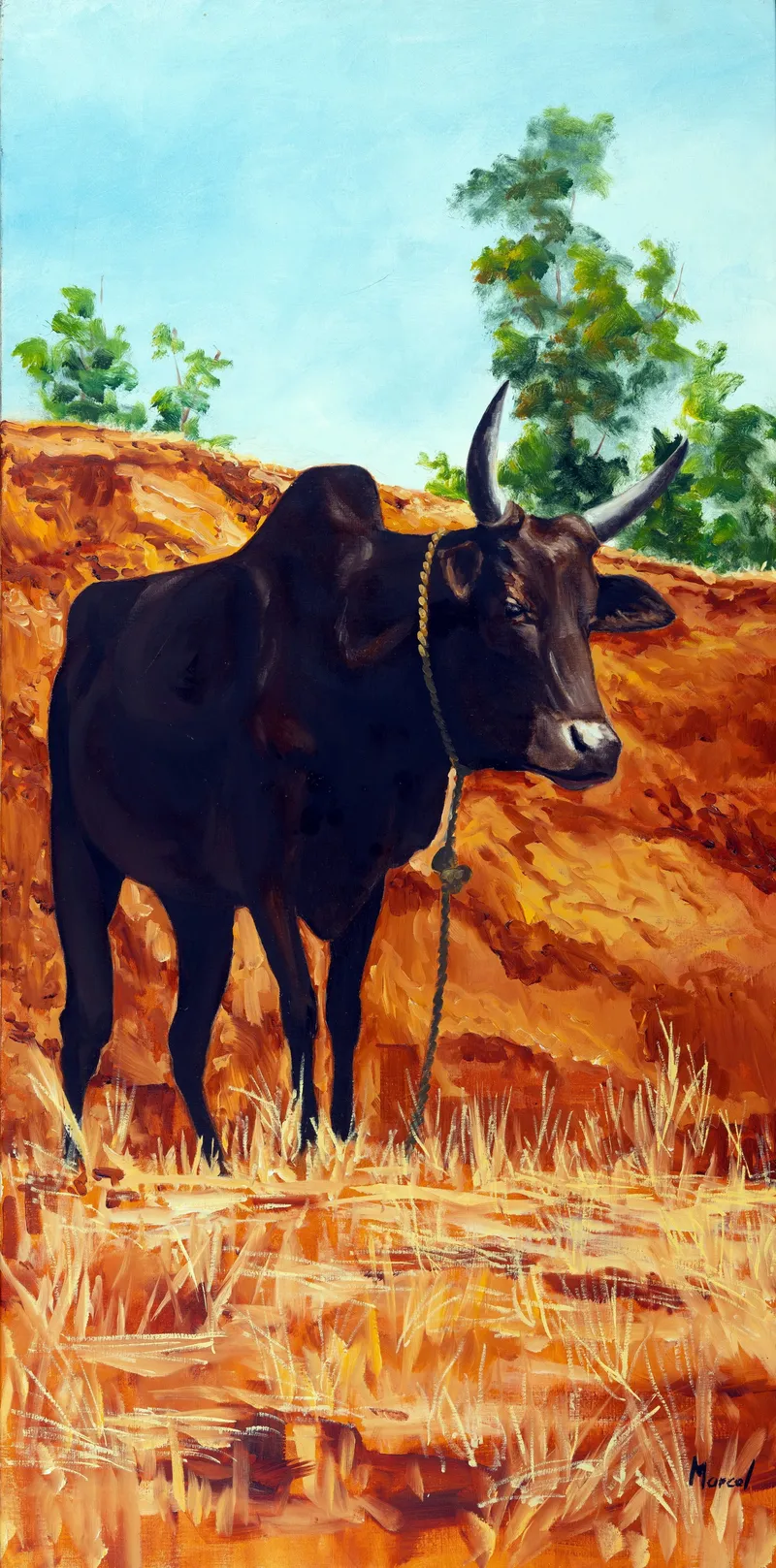 34 zébu